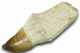 Fossil Rooted Mosasaur (Thalassotitan) Tooth - Morocco #384232-1